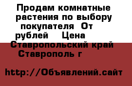 Продам комнатные растения по выбору покупателя. От 500 рублей, › Цена ­ 500 - Ставропольский край, Ставрополь г.  »    